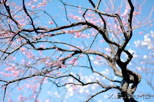 ���۷���ʲô�����ƴ��Լ� (8)