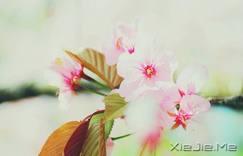 ������ֻ��Ҫһ��������΢Ц (6)