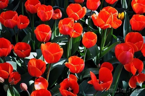 ����������ʹ�࣬˵��������л����� (3)