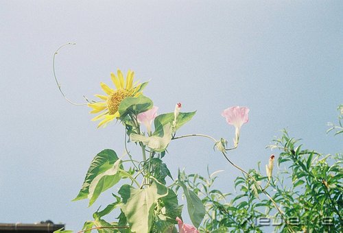 ���֣���ζ������ҩ (8)